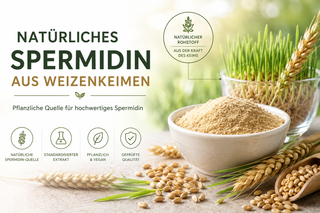 Natürliches Spermidin aus Weizenkeimen